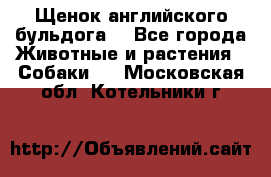 Щенок английского бульдога  - Все города Животные и растения » Собаки   . Московская обл.,Котельники г.